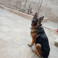 ژرمن ماده بالغ