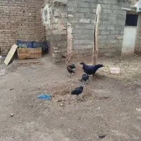 مرغ لاری کرچ