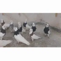 طوقی|پرنده|فولادشهر, زاینده رود|دیوار