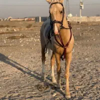 اسب|اسب و تجهیزات اسب‌سواری|مشهد, نیروی هوایی|دیوار