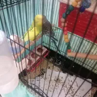 مرغ عشق با جوجه