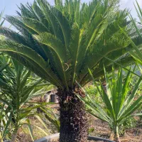 سیکاس|گل و گیاه طبیعی|رشت, شهرک صبا|دیوار