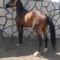 واگذاری‌ مادیان‌ عرب
