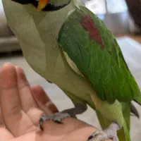 شاه طوطی نر اهلی