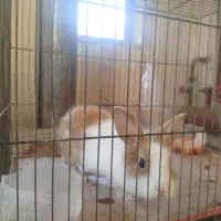 خرگوش اهلی نر بازیگوش