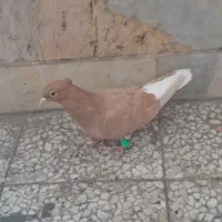 کبوتر زرد دم سفید ماده مست مست