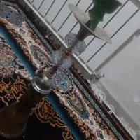 قلیون