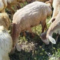 بره ماده