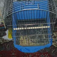 یه جفت عروس هلندی نروماده هستن جوجه هم داره