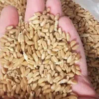 خرید و فروش گندم