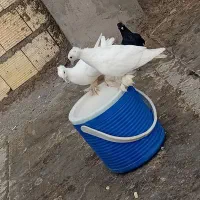 کبوتر