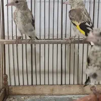 جوجه سهره متولد قفس