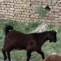 فروش بزغاله نر بسیار چاق و جوان