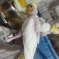 جوجه عروس سرلاکی