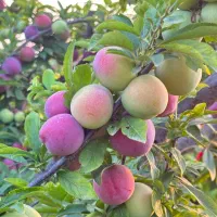 فروش یک هکتار سردرختی باغ آلو موریتانی