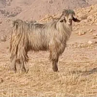 می زرد روزگاری