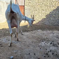 بز سانن پر شیر