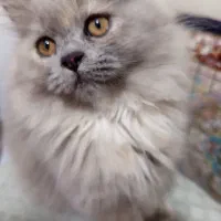 توله پرشین نر و ماده ملوس و زیبا