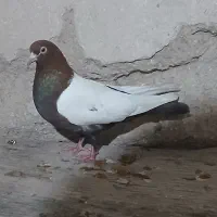 یک جفت سینه دورنگ عتیقه