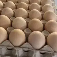 تخم مرغ محلی