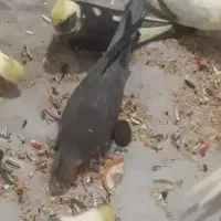 ۲ عدد عروس هلندی