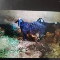بره قوچ
