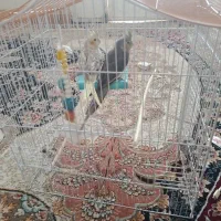 جفت|پرنده|بندر دیر, |دیوار