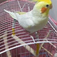 عروس هلندی