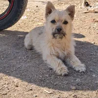 پاکوتاه سایز ریز