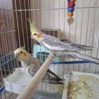 دو جفت عروس هلندی مولد کار داده