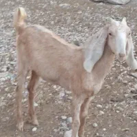 سلام یک عدد کهره کولار داشتی چاق سرحال