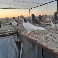جوجه از تاب دراومده