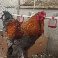 مرغ و خروس برهما درشت