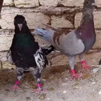 کبوتر