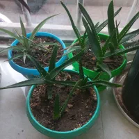 گل زیبا