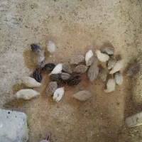 فروش فوری ۳۰عدد بلدرچین همه یک جا
