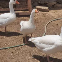 قاز