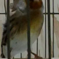 سهره قناری دهندار لربخون