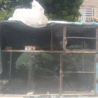 فردش قفس پرنده