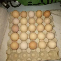 تخم نطفه دار
