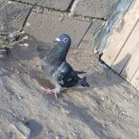کفتر ماده چاپی