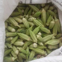 بامیه ارگانیک