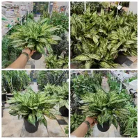 گل آپارتمانی آگلونما برفی بزرگ  پتوس