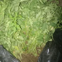 نهال گوجه محلی