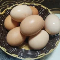 تخم مرغ محلی تازه