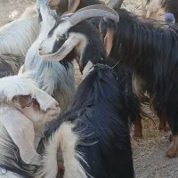 تعدادی بزخوب ترکی مو بلند