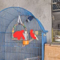 برزیلی کوتوله