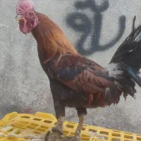 چهار عدد خروس کوردی  یک عدد وارک