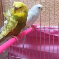 مرغ عشق پروانه ای سبز رنگ خاص معاوضه