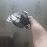 کبوتر کفتر شمرونی خال قدیم